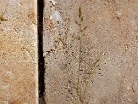 Polypogon viridis 15, Kransgras, Saxifraga-Ed Stikvoort : Grensmaas Borgharen