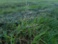 Polypogon viridis 8, Kransgras, Saxifraga-Jelle van Dijk