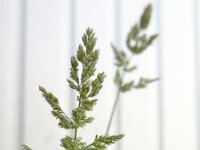 Polypogon viridis 9, Kransgras, Saxifraga-Ed Stikvoort