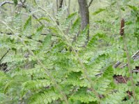 Polystichum braunii 4, Saxifraga-Rutger Barendse