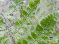 Polystichum braunii 5, Saxifraga-Rutger Barendse