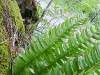 Polystichum lonchitis 11, Lansvaren, Saxifraga-Rutger Barendse