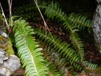 Polystichum lonchitis 13, Lansvaren, Saxifraga-Rutger Barendse
