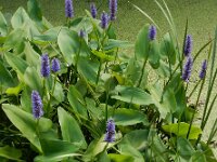 Pontederia cordata 7, Moerashyacint, Saxifraga-Ed Stikvoort