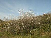 Populus alba 3, Witte abeel, Saifraga-Jan van der Straaten