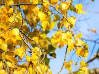 Populus canadensis 2, Canadese populier, Saxifraga-Bart Vastenhouw