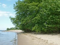 Populus nigra 12, Zwarte populier, Saxifraga-Hans Grotenhuis