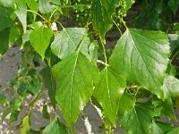 Populus nigra 16, Zwarte populier, Saxifraga-Hans Grotenhuis