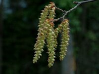 Populus nigra 2, Zwarte populier, Saxifraga-Marijke Verhagen