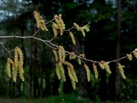 Populus nigra 3, Zwarte populier, Saxifraga-Marijke Verhagen