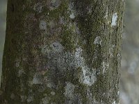 Populus nigra 4, Zwarte populier, Saxifraga-Jan van der Straaten