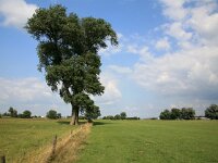 Populus nigra 5, Zwarte populier, Saxifraga-Roel Meijer