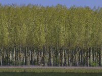 Populus nigra cultivar 11, Zwarte populier c.v., Saxifraga-Jan Nijendijk