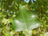 Populus nigra var italica 8, Saxifraga-Rutger Barendse