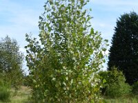 Populus nigra var italica 9, Saxifraga-Rutger Barendse