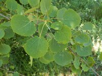 Populus tremula 11, Ratelpopuliet, Saxifraga-Peter Meininger