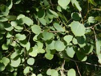 Populus tremula 12, Ratelpopuliet, Saxifraga-Peter Meininger