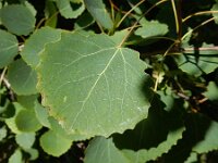 Populus tremula 13, Ratelpopuliet, Saxifraga-Peter Meininger