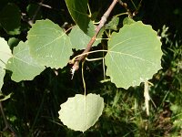 Populus tremula 14, Ratelpopuliet, Saxifraga-Peter Meininger