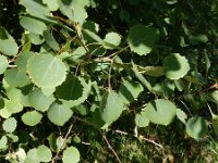Populus tremula 15, Ratelpopuliet, Saxifraga-Peter Meininger