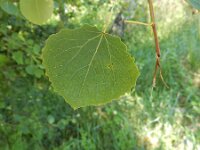 Populus tremula 16, Ratelpopuliet, Saxifraga-Peter Meininger