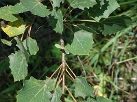 Populus tremula 2, Ratelpopulier, Saxifraga-Jan van der Straaten
