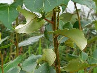 Populus trichocarpa 5, Zwarte balsempopulier, Saxifraga-Ed Stikvoort