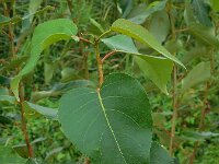 Populus trichocarpa 6, Zwarte balsempopulier, Saxifraga-Ed Stikvoort