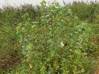 Populus trichocarpa 7, Zwarte balsempopulier, Saxifraga-Ed Stikvoort