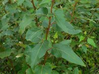 Populus trichocarpa 8, Zwarte balsempopulier, Saxifraga-Ed Stikvoort