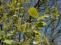 Populus x canescens