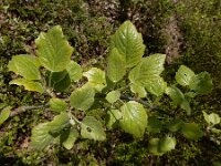 Populus x canescens (P. alba x P. tremula) 2, Grauwe abeel, Saxifraga-Ed Stikvoort