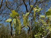 Populus x canescens (P. alba x P. tremula) 3, Grauwe abeel, Saxifraga-Ed Stikvoort
