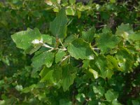 Populus x canescens (P. alba x P. tremula) 4, Grauwe abeel, Saxifraga-Ed Stikvoort