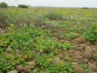 Posidonia oceanica 10, Saxifraga-Rutger Barendse