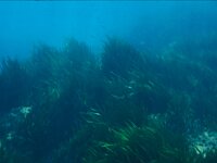 Posidonia oceanica 3, Saxifraga-Eric Gibcus