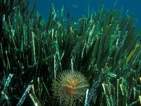Posidonia oceanica 7, Saxifraga-Eric Gibcus