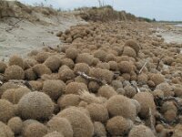 Posidonia oceanica 9, Saxifraga-Rutger Barendse