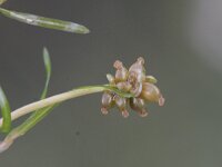 Potamogeton berchtoldii 2, Klein fonteinkruid, Saxifraga-Rutger Barendse
