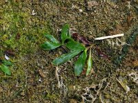 Potamogeton gramineus 2, Saxifraga-Hans Grotenhuis
