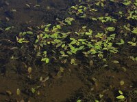 Potamogeton gramineus 4, Ongelijkbladig fonteinkruid, Saxifraga-Hans Boll