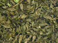 Potamogeton lucens 11, Glanzig fonteinkruid, Saxifraga-Jan van der Straaten