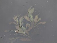 Potamogeton lucens 14, Glanzig fonteinkruid, Saxifraga-Peter Meininger