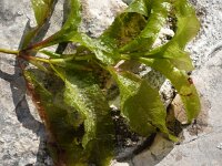 Potamogeton lucens 5, Glanzig fonteinkruid, Saxifraga-Jasenka Topic