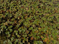 Potamogeton natans 20, Drijvend fonteinkruid, Saxifraga-Ed Stikvoort : Ameland A900