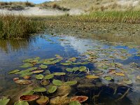 Potamogeton natans 21, Drijvend fonteinkruid, Saxifraga-Ed Stikvoort : Ameland A900