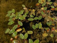 Potamogeton natans 22, Drijvend fonteinkruid, Saxifraga-Ed Stikvoort : Ameland A900