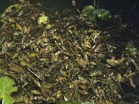 Potamogeton nodosus 20, Rivierfonteinkruid, Saxifraga-Jan van der Straaten