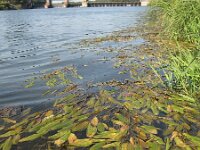 Potamogeton nodosus 3, Rivierfonteinkruid, Saxifraga-Rutger Barendse