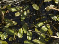 Potamogeton polygonifolius 2, Duizendknoopfonteinkruid, Saxifraga-Jan van der Straaten